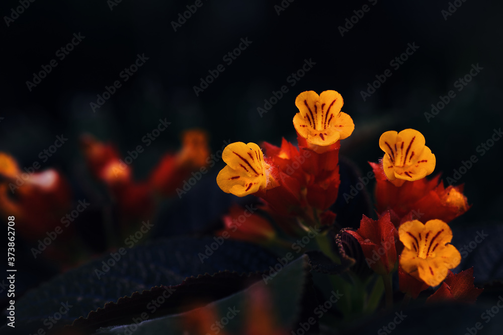 Fototapeta premium Close-up view of the bold orange color flowers