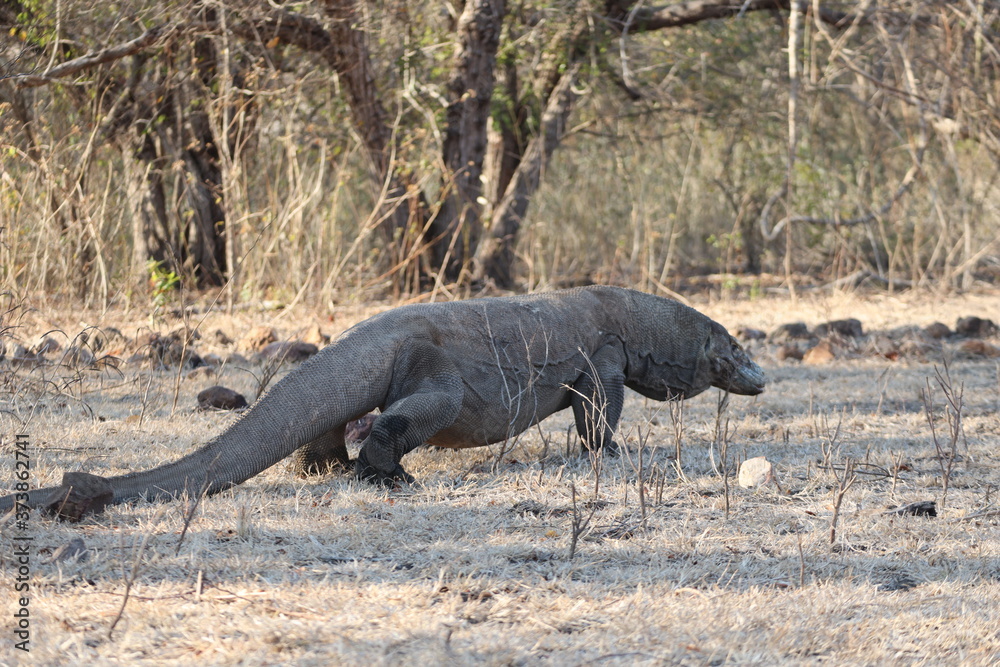 Komodo Dragon, Komodo National Park Komodo Dragon, Komodo National Park