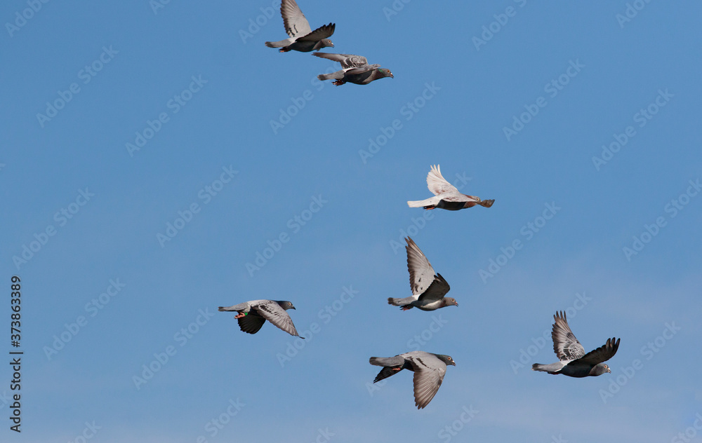 flock of speed racing pigeon flying against clear blue sky flock of speed racing pigeon flying against clear blue sky