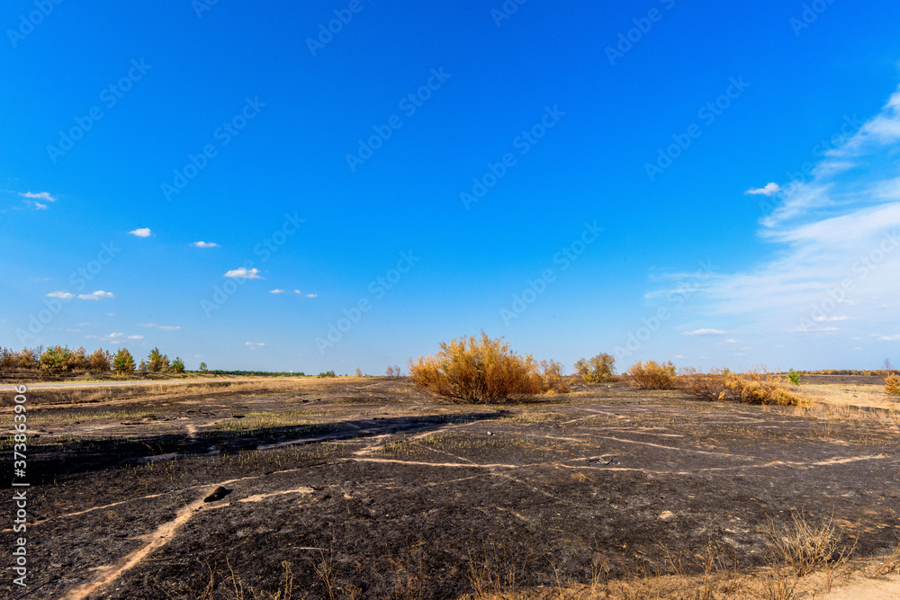 panorama of a scorched field and pine forest against a blue sky with clouds. forest fire in the summer . yellow trees burned