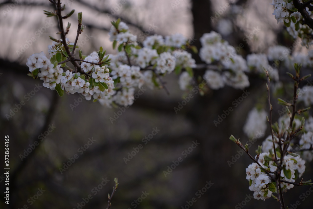 flowering fruit tree in the orchard flowering fruit tree in the orchard