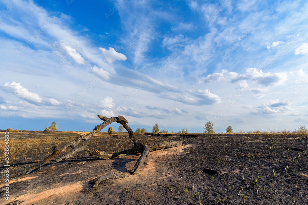 panorama of a scorched field and pine forest against a blue sky with clouds. forest fire in the summer . yellow remains from the trunks of trees burned . scorched black earth and grass