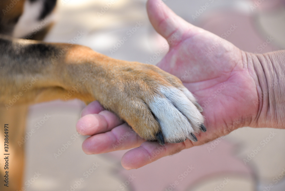 the dog gives a paw, the paw of a dog lies on the palm of a person, this is a sign of friendship and trust