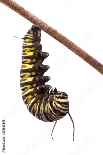 Monarch butterfly caterpillar hanging in a J shape just prior to pupating .  This is the first in a series of images  ending with a chrysalis. 
