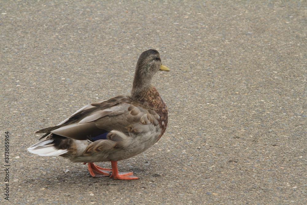duck on the dock duck on the dock