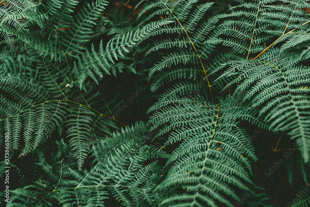 Close up of fern leaves nature background.