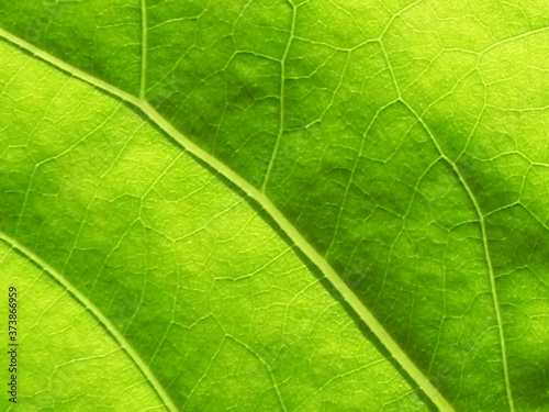 Close Up of green leaf texture with copy space for text or title