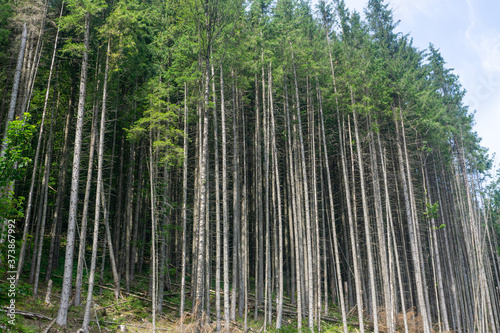 Gorgany Nature Reserve is a unique Carpathian mountain region. Carpathian forests Stone pine (Pinus cembra)