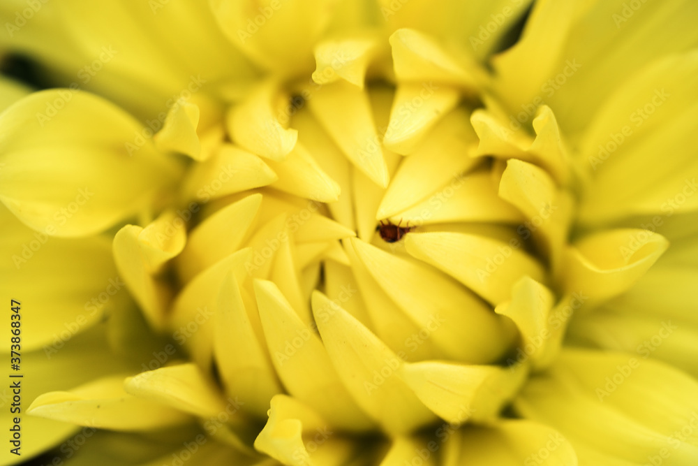 Closeup yellow Dahlia flower. Macro image yellow Dahlia flower	