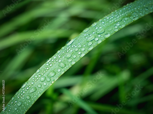 Fresh water droplets on a blade of grass with blurred background. Selective focus.