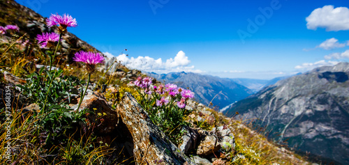 Panorama with purple flowers on a background of mountains