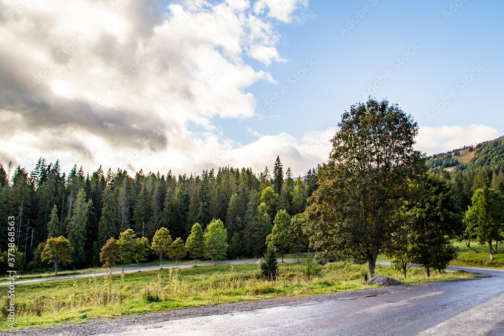 road near the tree on a background of forest and trees.