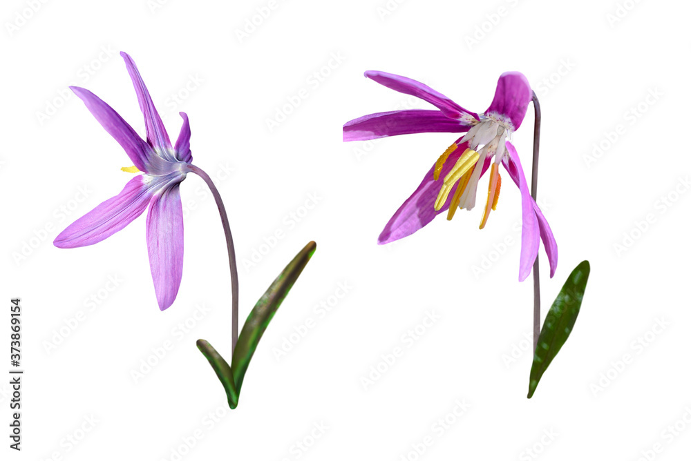 couple of wild spring flowers flowers isolated on white