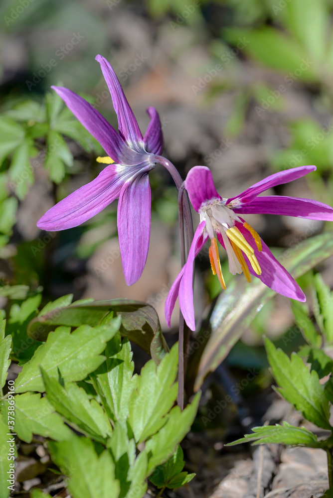 violet spring flower in the garden violet spring flower in the garden