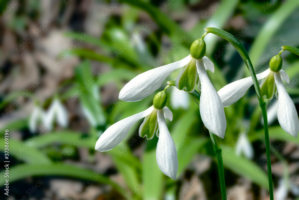 snowdrop flowers in the forest snowdrop flowers in the forest
