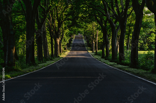 Allee