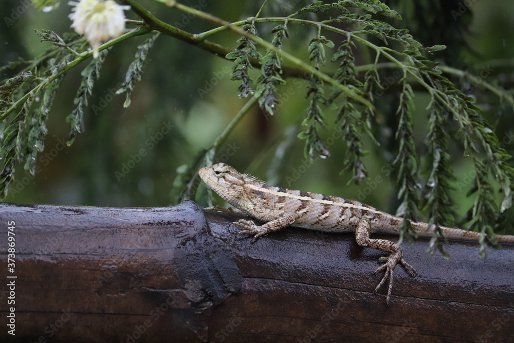 Fototapeta premium lizard on the tree ....