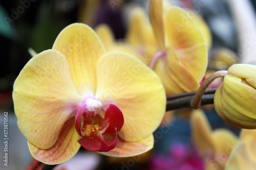 Yellow orchids blossom in Hong Kong Chinese New Year Eve Market