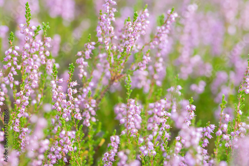 Background of close-up blooming Calluna vulgaris common known as heather during late summer time with copy space and illuminated by the sun