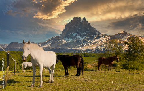 Horses in the meadow   Pyrenees mountains in background