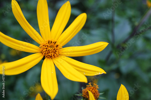 Bright yellow flower on a dark background. Jerusalem artichoke flower. Close-up photos, selective focus. photo