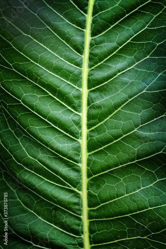 Close-up of a fresh green leaf for the background. Contrasting veins, a beautiful pattern of veins on the leaf. Close-up photos, selective focus. © Татьяна Шипулина