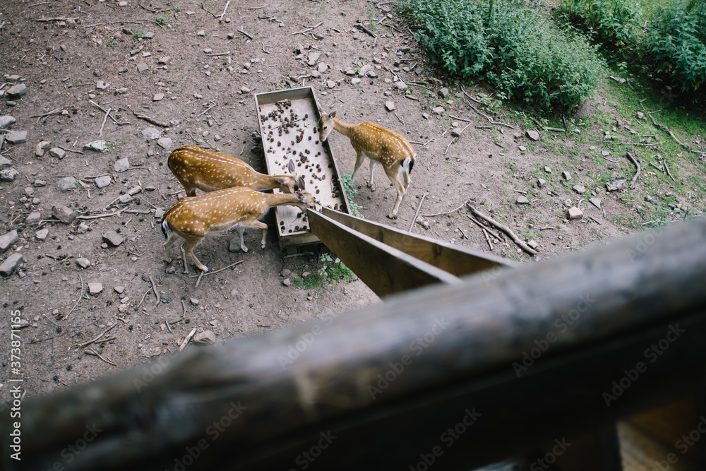 Futterrutsche im Tierpark