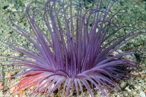 close up of purple sea anemone. Science name: Pachycerianthus magnus photo