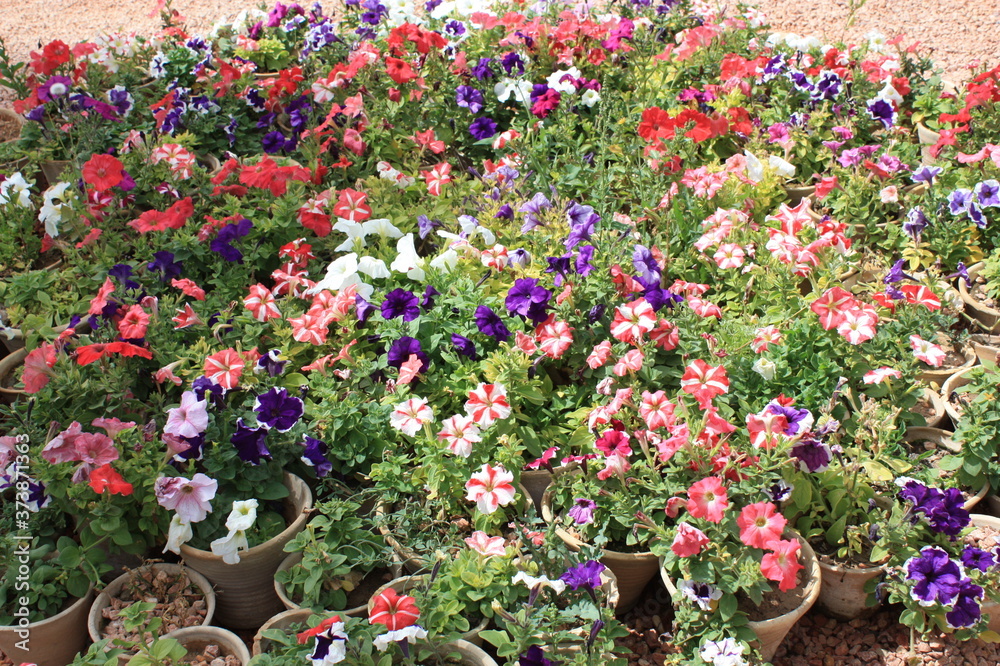 colorful flowers in a garden