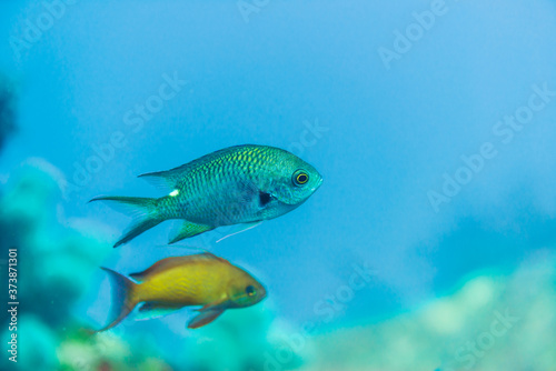 Smokey chromis. Science name: Chromis fumea (Tanaka, 1917)	
