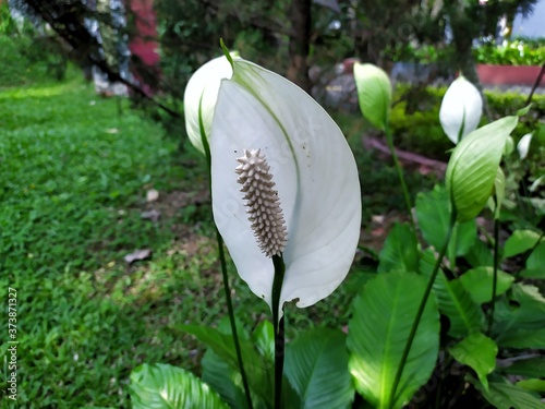 White Flamingo flowers, Anthurium or Laceleaf are blooming in garden. White flower of the arum family photography