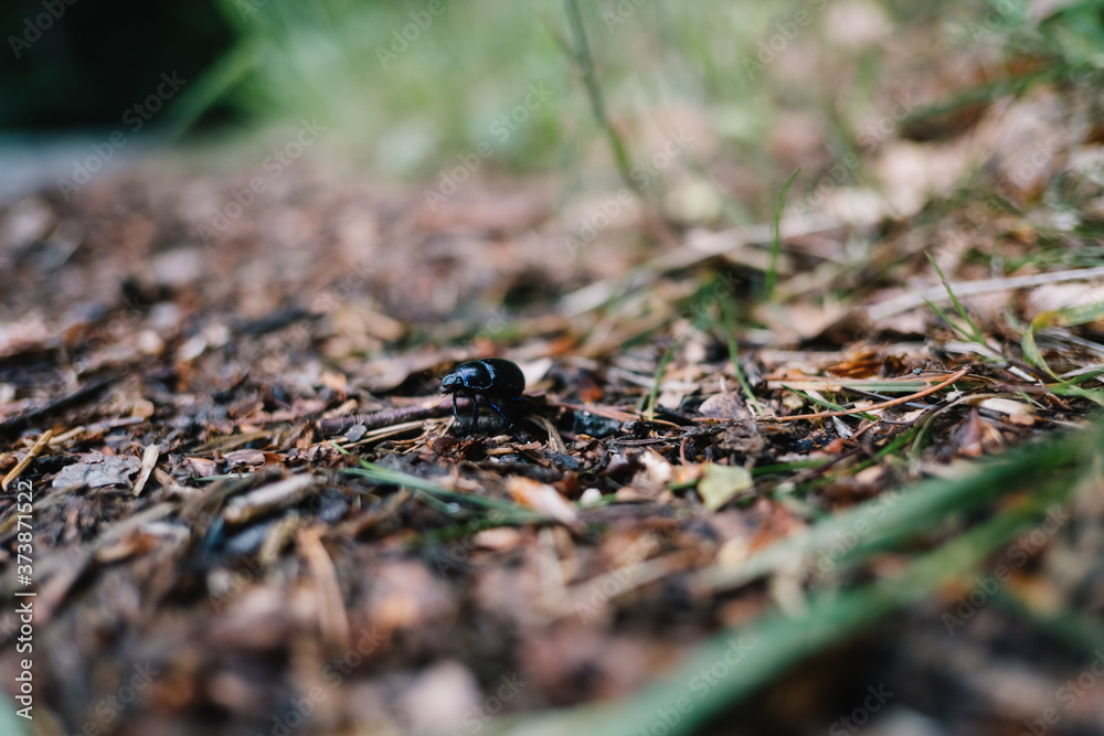 Mistkäfer krabbelt auf Waldboden - Nahaufnahme Mistkäfer krabbelt auf Waldboden - Nahaufnahme