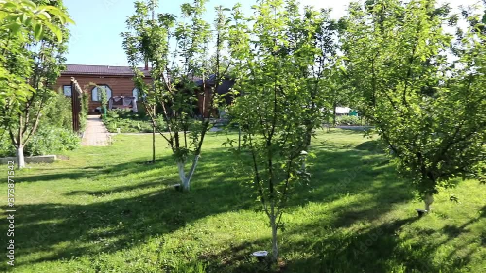young tree with thin green branches waved. green beautiful garden. green trees