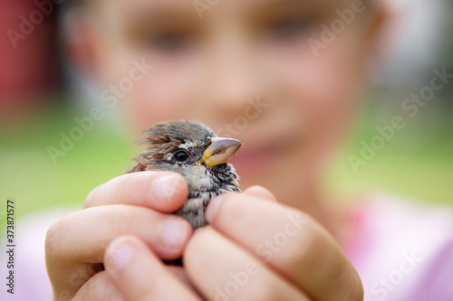 Sparrow on a kid hand photo