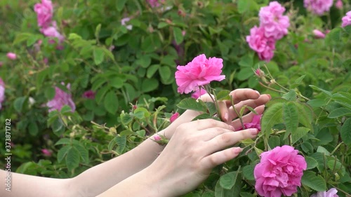 Young girl in a blue dress throwing pink roses in the sky