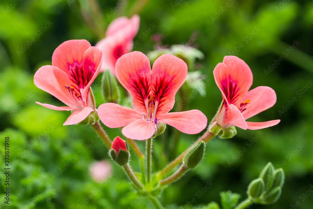 Geranium flowers on stem outdoors