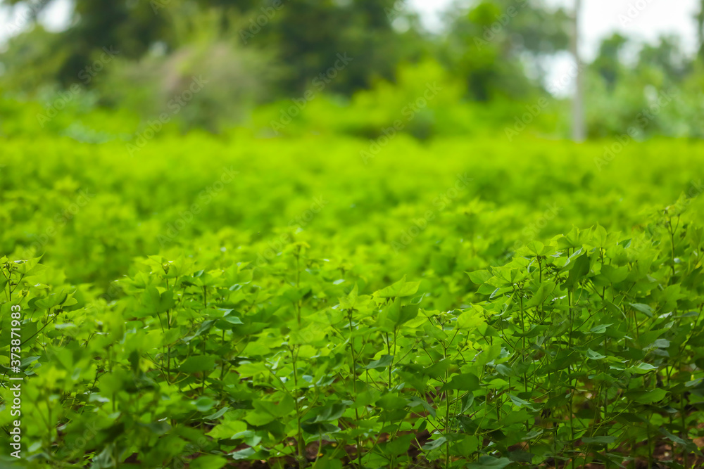 Row of growing green Cotton field in India. Row of growing green Cotton field in India.
