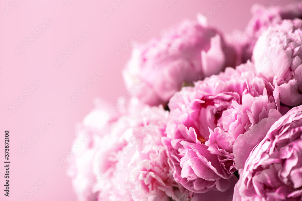 Pink peony flower on pastel background. Copy space. Floral composition. Wedding, birthday, anniversary bouquet. Woman day, Mother's day. Macro of peonies flowers Pink peony flower on pastel background. Copy space. Floral composition. Wedding, birthday, anniversary bouquet. Woman day, Mother's day. Macro of peonies flowers