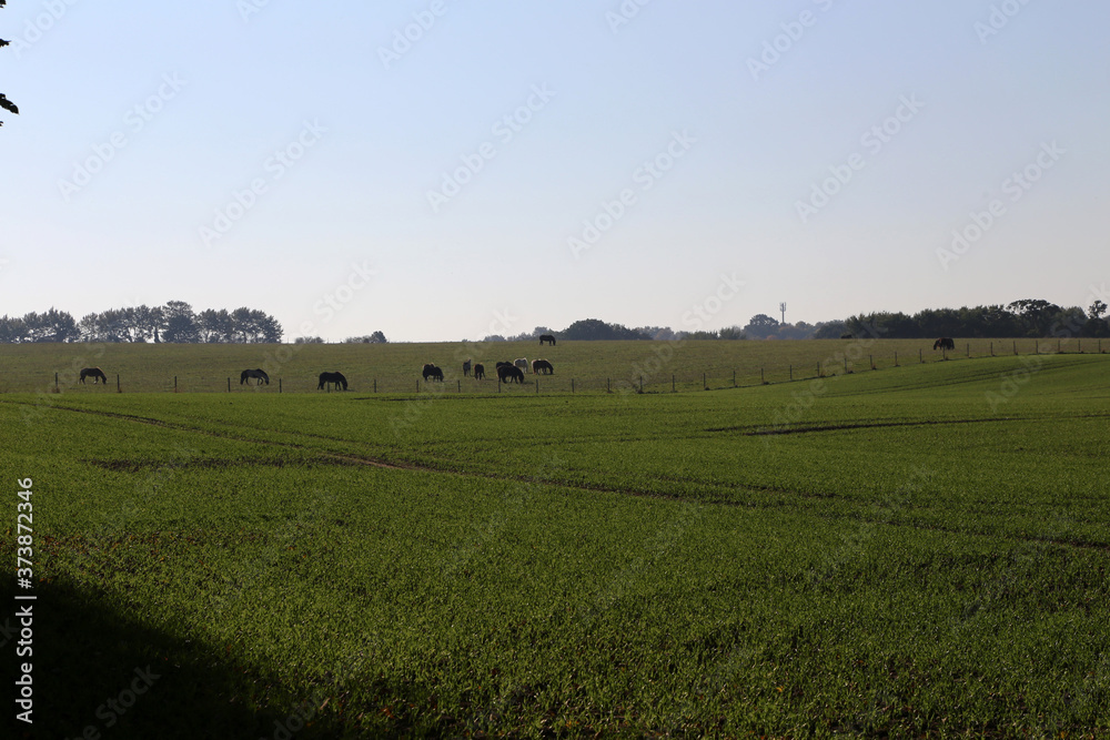 Pferdekoppel an der Ostsee im Herbst