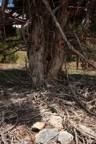 Juniper tree trunk and branches