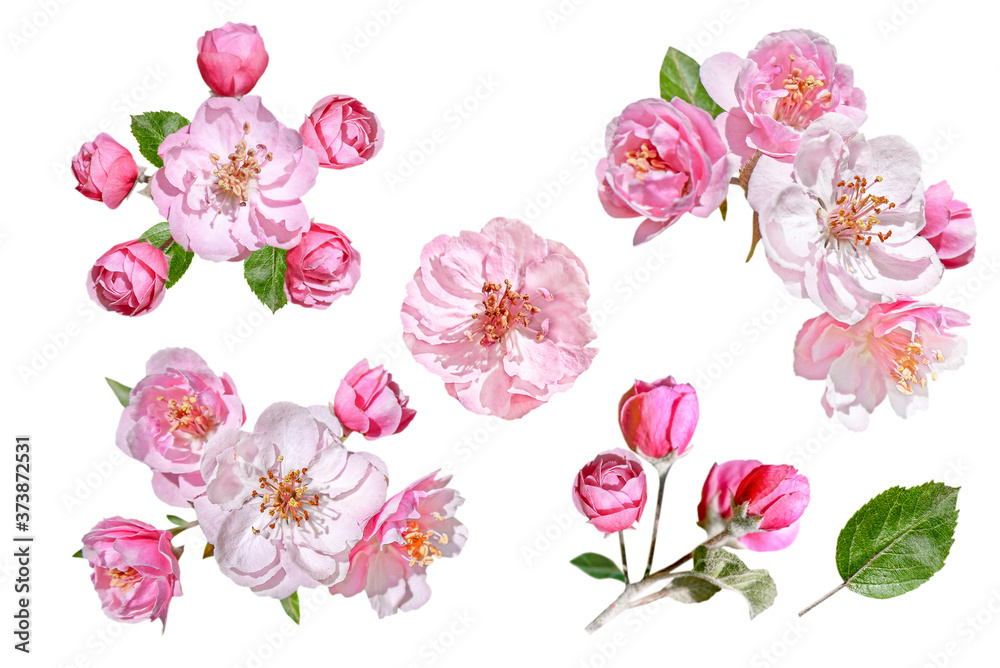 set of pink and white spring flowers isolated on white