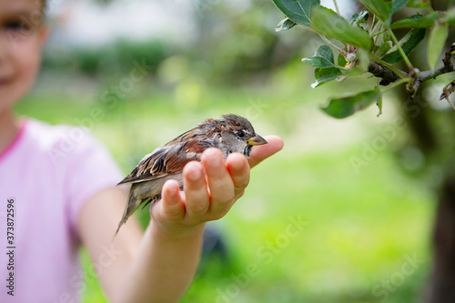 Canvastavla Ein Junger Spatz In Der Hand
