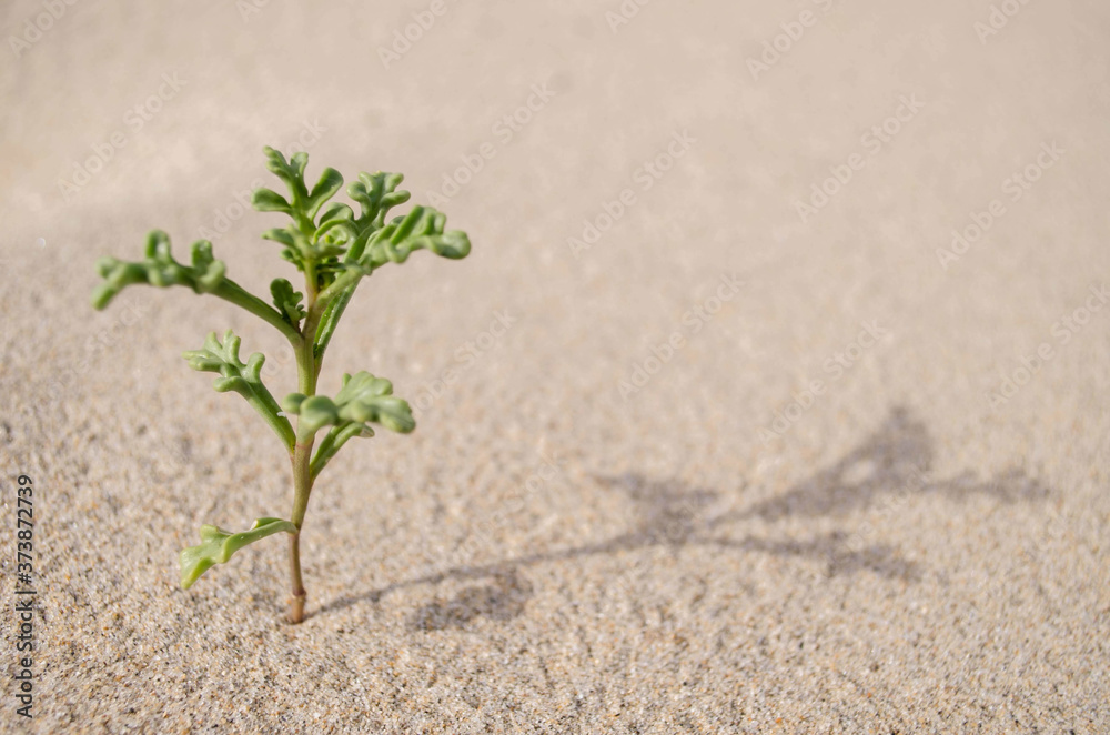 Fototapeta Te lonely tree in the sand