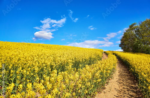 Path through the rapeseed field with tree under blue sky with beautiful clouds.