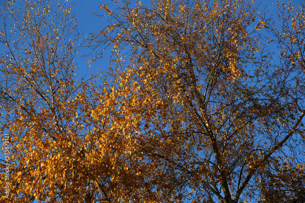 Fototapeta premium Baum mit braunen Blättern im Herbst und blauen himmel im hintergrund