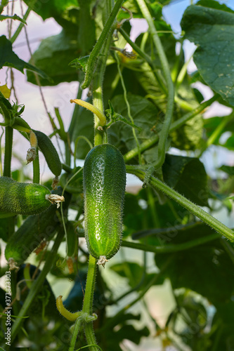 cucumbers growing in a green house