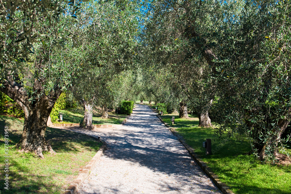 Avenue among the olive trees