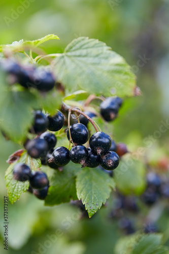 black currant growing in garden