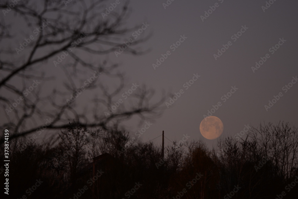 the morning full moon descending to the horizon trough the trees during the spring season the morning full moon descending to the horizon trough the trees during the spring season