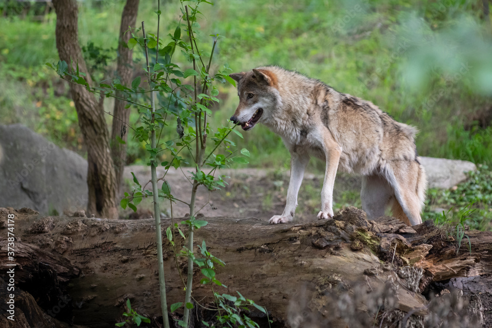 Obraz premium grey wolf Canis lupus on tree in forest searching for quarry